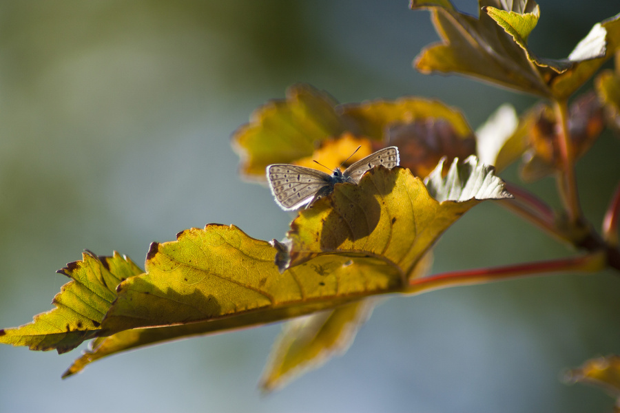 Schmetterling, Hauhechelbläuling (Polyommatus icarus) im Baum  6564.1.jpg