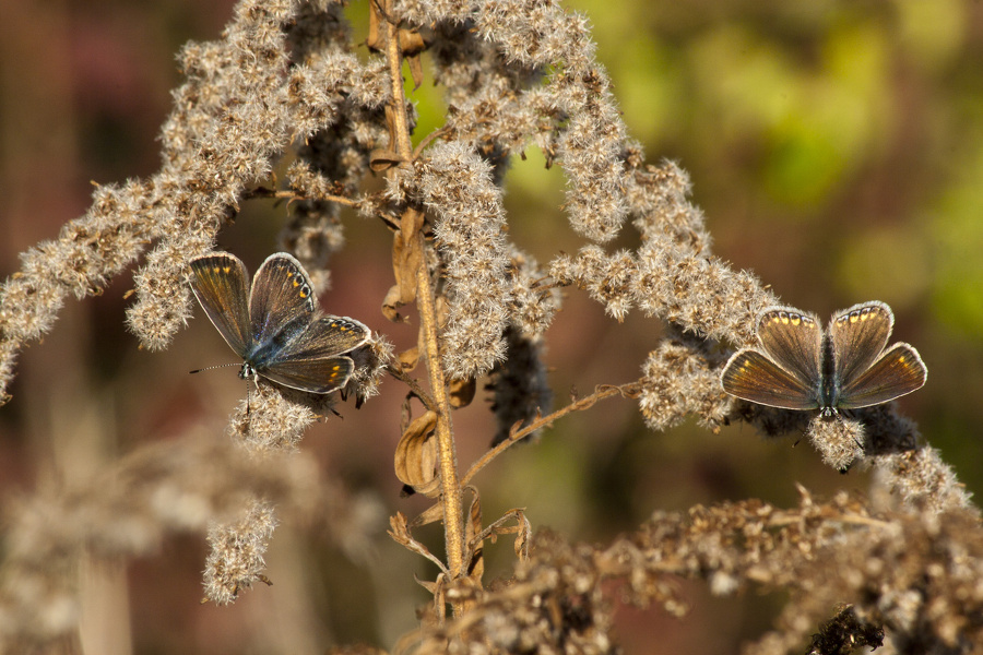 Schmetterling, Hauhechelbläuling (Polyommatus icarus) Weibchen auf vertrockneter Kanadischer Goldrute (Solidago Canadensis)  6902.1.jpg